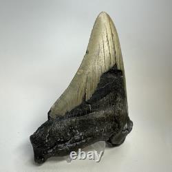 Megalodon Shark Tooth 5.44 Inch Huge Authentic Fossil Natural Real 19392