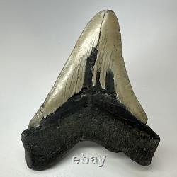 Megalodon Shark Tooth 5.44 Inch Huge Authentic Fossil Natural Real 19392