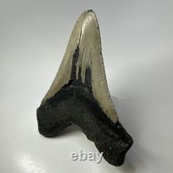 Megalodon Shark Tooth 5.44 Inch Huge Authentic Fossil Natural Real 19392