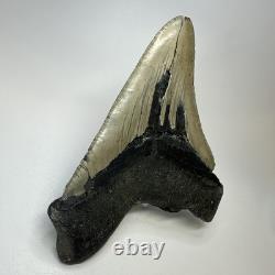 Megalodon Shark Tooth 5.44 Inch Huge Authentic Fossil Natural Real 19392