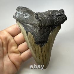Megalodon Shark Tooth 5.44 Inch Huge Authentic Fossil Natural Real 19392