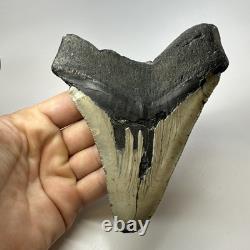 Megalodon Shark Tooth 5.44 Inch Huge Authentic Fossil Natural Real 19392