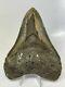 Megalodon Shark Tooth 5.45 Huge Natural Fossil Rare 10270