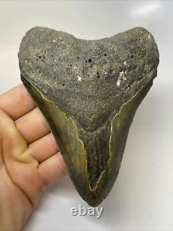 Megalodon Shark Tooth 5.45 Huge Natural Fossil Rare 10270