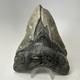 Megalodon Shark Tooth 5.45 Inch Massive Natural Fossil Colorful 20029