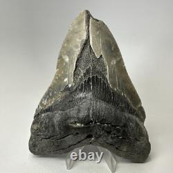 Megalodon Shark Tooth 5.45 Inch Massive Natural Fossil Colorful 20029