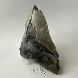 Megalodon Shark Tooth 5.45 Inch Massive Natural Fossil Colorful 20029