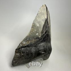 Megalodon Shark Tooth 5.45 Inch Massive Natural Fossil Colorful 20029