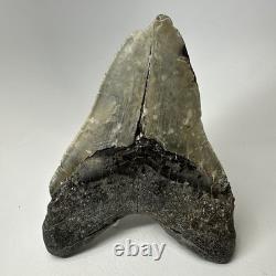 Megalodon Shark Tooth 5.45 Inch Massive Natural Fossil Colorful 20029
