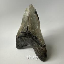 Megalodon Shark Tooth 5.45 Inch Massive Natural Fossil Colorful 20029