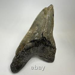 Megalodon Shark Tooth 5.45 Inch Massive Natural Fossil Colorful 20029
