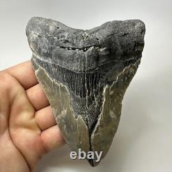Megalodon Shark Tooth 5.45 Inch Massive Natural Fossil Colorful 20029