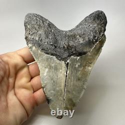 Megalodon Shark Tooth 5.45 Inch Massive Natural Fossil Colorful 20029