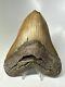 Megalodon Shark Tooth 5.45 Orange Big Fossil Authentic 15982