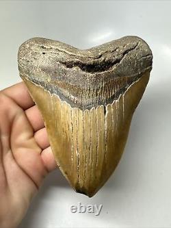 Megalodon Shark Tooth 5.45 Orange Big Fossil Authentic 15982