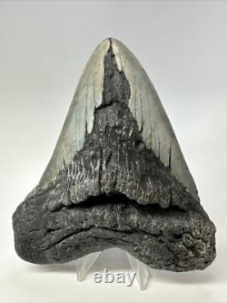 Megalodon Shark Tooth 5.45 inch Huge Authentic Fossil Carolina Real 18812