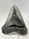 Megalodon Shark Tooth 5.45 Inch Huge Authentic Fossil Carolina Real 18812