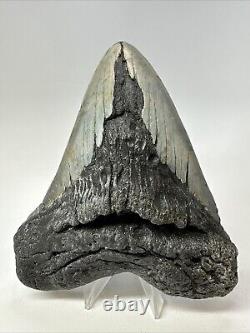 Megalodon Shark Tooth 5.45 inch Huge Authentic Fossil Carolina Real 18812