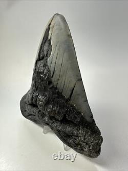 Megalodon Shark Tooth 5.45 inch Huge Authentic Fossil Carolina Real 18812