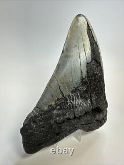 Megalodon Shark Tooth 5.45 inch Huge Authentic Fossil Carolina Real 18812