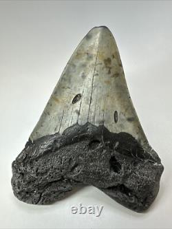 Megalodon Shark Tooth 5.45 inch Huge Authentic Fossil Carolina Real 18812