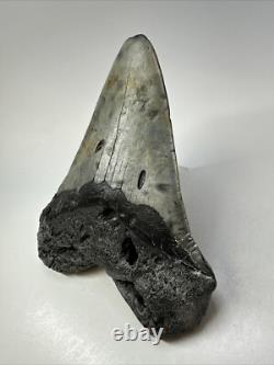 Megalodon Shark Tooth 5.45 inch Huge Authentic Fossil Carolina Real 18812