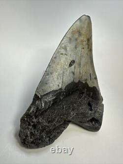 Megalodon Shark Tooth 5.45 inch Huge Authentic Fossil Carolina Real 18812