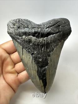 Megalodon Shark Tooth 5.45 inch Huge Authentic Fossil Carolina Real 18812