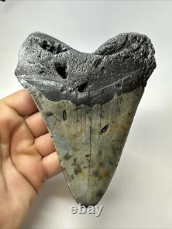Megalodon Shark Tooth 5.45 inch Huge Authentic Fossil Carolina Real 18812