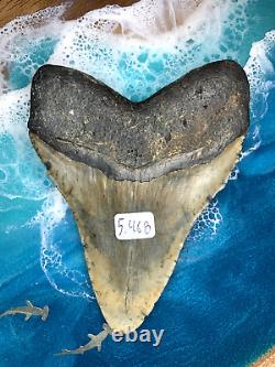 Megalodon Shark Tooth 5.468 (N) inches! Diver direct! Fast Shipping