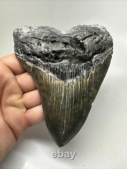 Megalodon Shark Tooth 5.46 Amazing Colorful Fossil Authentic 15824