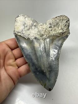 Megalodon Shark Tooth 5.46 Amazing Colorful Fossil Authentic 15824