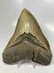 Megalodon Shark Tooth 5.46 Amazing Serrated Fossil Authentic 13126