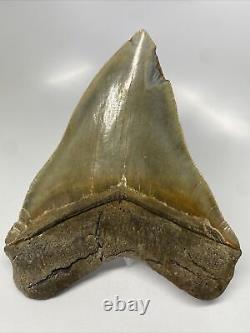 Megalodon Shark Tooth 5.46 Amazing Serrated Fossil Authentic 13126
