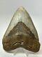 Megalodon Shark Tooth 5.46 Big Wide Fossil Authentic 18261