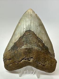 Megalodon Shark Tooth 5.46 Big Wide Fossil Authentic 18261