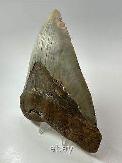 Megalodon Shark Tooth 5.46 Big Wide Fossil Authentic 18261