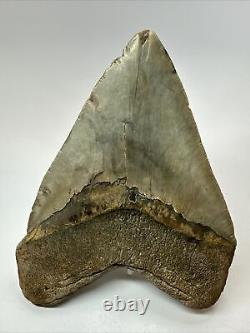 Megalodon Shark Tooth 5.46 Big Wide Fossil Authentic 18261