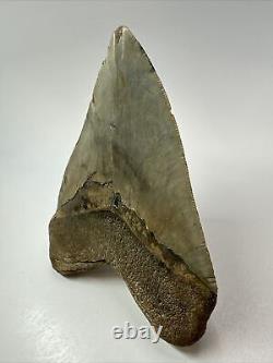 Megalodon Shark Tooth 5.46 Big Wide Fossil Authentic 18261