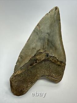 Megalodon Shark Tooth 5.46 Big Wide Fossil Authentic 18261