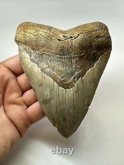 Megalodon Shark Tooth 5.46 Big Wide Fossil Authentic 18261