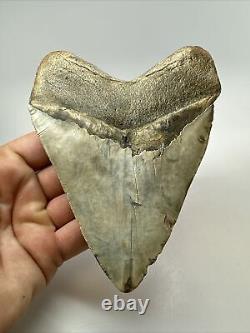 Megalodon Shark Tooth 5.46 Big Wide Fossil Authentic 18261