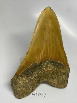 Megalodon Shark Tooth 5.46 Orange Authentic Natural Fossil 11238