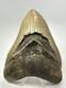 Megalodon Shark Tooth 5.46inch Serrated Authentic Fossil Huge Real 17975