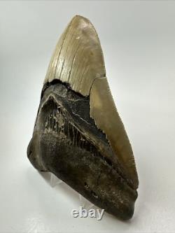Megalodon Shark Tooth 5.46inch Serrated Authentic Fossil Huge Real 17975