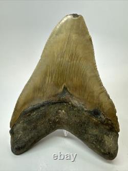 Megalodon Shark Tooth 5.46inch Serrated Authentic Fossil Huge Real 17975