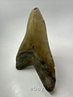 Megalodon Shark Tooth 5.46inch Serrated Authentic Fossil Huge Real 17975