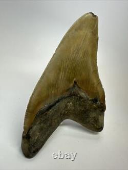 Megalodon Shark Tooth 5.46inch Serrated Authentic Fossil Huge Real 17975