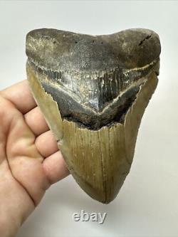 Megalodon Shark Tooth 5.46inch Serrated Authentic Fossil Huge Real 17975