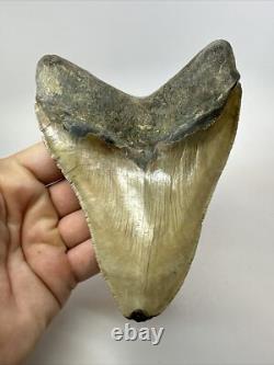 Megalodon Shark Tooth 5.46inch Serrated Authentic Fossil Huge Real 17975